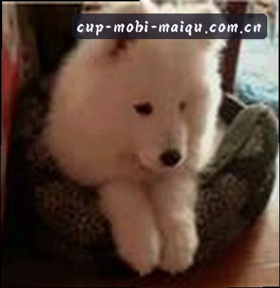 吴浩